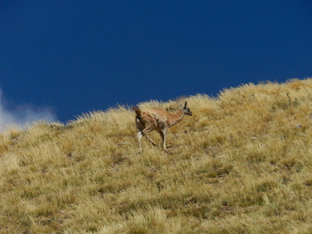 Escalando el Volcán Maipo Revista Cajón del Maipo